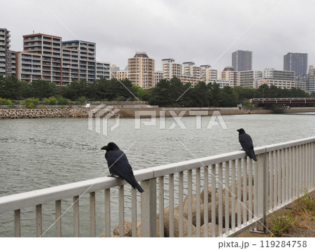 二羽のカラス 二羽のカラス 119284758