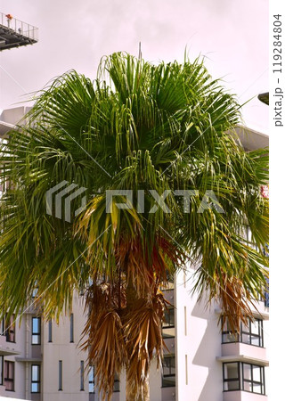 沖縄ライカムのワシントンヤシ 沖縄ライカムのワシントンヤシ 119284804