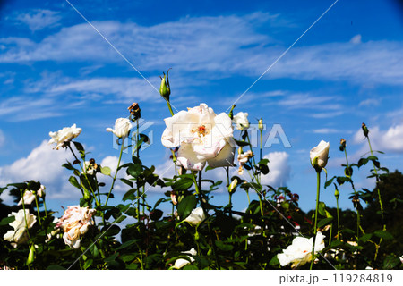 前橋バラ園　秋の薔薇 119284819