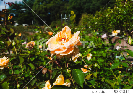 前橋バラ園　秋の薔薇 119284836