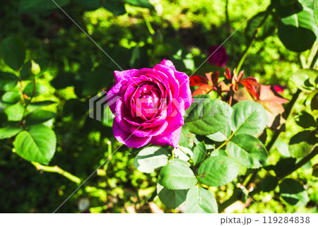 前橋バラ園　秋の薔薇 119284838
