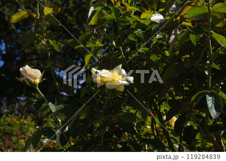 前橋バラ園　秋の薔薇 119284839