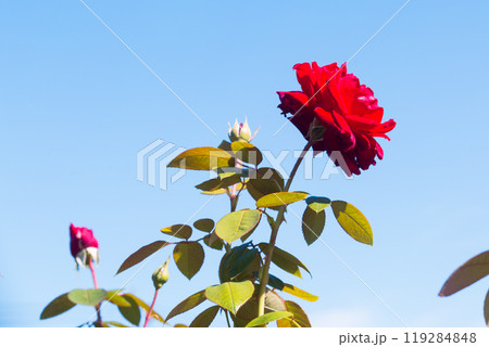 前橋バラ園　秋の薔薇 119284848