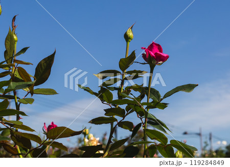 前橋バラ園　秋の薔薇 119284849