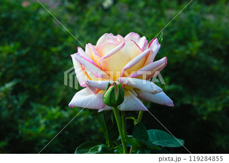 前橋バラ園　秋の薔薇 119284855