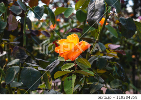 前橋バラ園　秋の薔薇 119284859