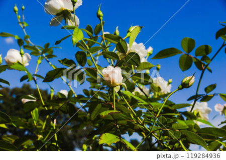 前橋バラ園　秋の薔薇 119284936