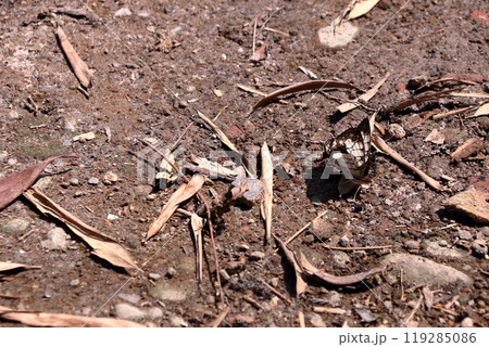 イシガケチョウ 石崖蝶 石垣蝶 Cyrestis thyodamas イシガケチョウ 石崖蝶 石垣蝶 Cyrestis thyodamas 119285086