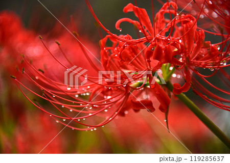 雨に濡れた彼岸花 119285637