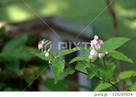 サラサウツギ 更紗空木台 ツカサウツギ 司空木 八重咲き ウツギ サラサウツギ 更紗空木台 ツカサウツギ 司空木 八重咲き ウツギ 119285674