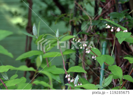 サラサウツギ 更紗空木台 ツカサウツギ 司空木 八重咲き ウツギ サラサウツギ 更紗空木台 ツカサウツギ 司空木 八重咲き ウツギ 119285675