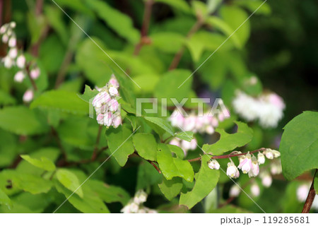 サラサウツギ 更紗空木台 ツカサウツギ 司空木 八重咲き ウツギ サラサウツギ 更紗空木台 ツカサウツギ 司空木 八重咲き ウツギ 119285681
