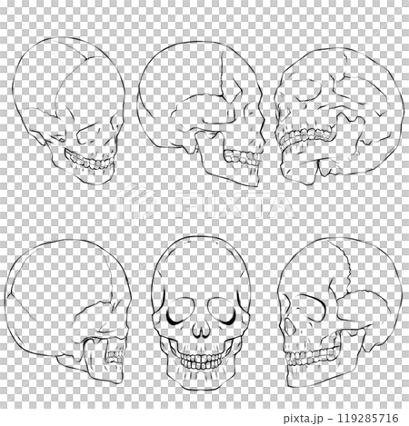 骸骨の線画 骸骨の線画 119285716