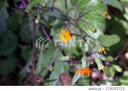 スイゼンジナ　水前寺菜　Gynura bicolor　キク科　サンシチソウ　多年草　キンジソウ金時草 119285721