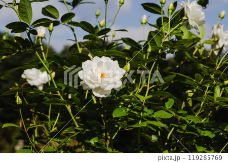 前橋バラ園 バラの花 前橋バラ園 バラの花 119285769