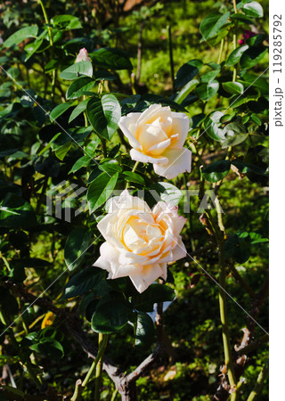 前橋バラ園 バラの花 前橋バラ園 バラの花 119285792