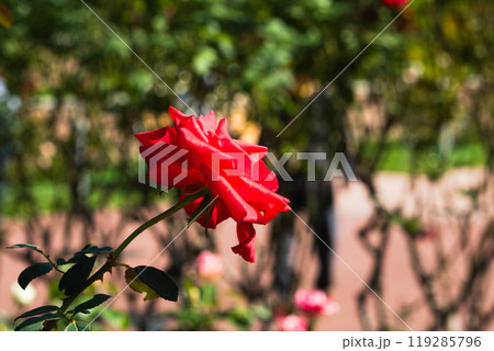 前橋バラ園　バラの花 119285796