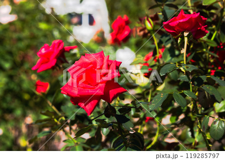 前橋バラ園 バラの花 前橋バラ園 バラの花 119285797