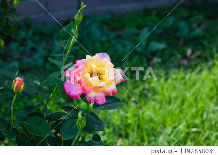 前橋バラ園　バラの花 119285803