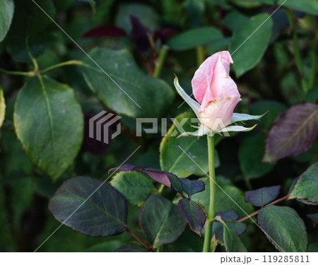 前橋バラ園　バラの花の蕾 119285811