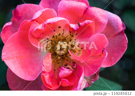 前橋バラ園 バラの花クローズアップ 前橋バラ園 バラの花クローズアップ 119285812