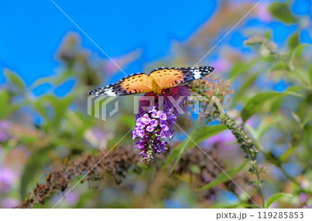 秋の青空の下で花に訪れた身近なオレンジ色の美しいチョウツマグロヒョウモン 秋の青空の下で花に訪れた身近なオレンジ色の美しいチョウツマグロヒョウモン 119285853