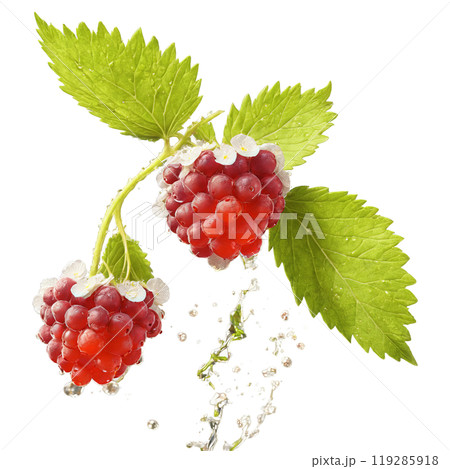 Ripe dewberries gleaming delicate petals flying water splashing midair Rubus flagell Food and Culinary concept 119285918