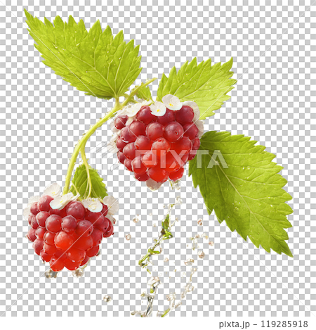 Ripe dewberries gleaming delicate petals flying water splashing midair Rubus flagell Food and Culinary concept 119285918