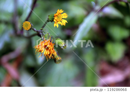 スイゼンジナ 水前寺菜 Gynura bicolor キク科 サンシチソウ 多年草 キンジソウ金時草 スイゼンジナ 水前寺菜 Gynura bicolor キク科 サンシチソウ 多年草 キンジソウ金時草 119286068