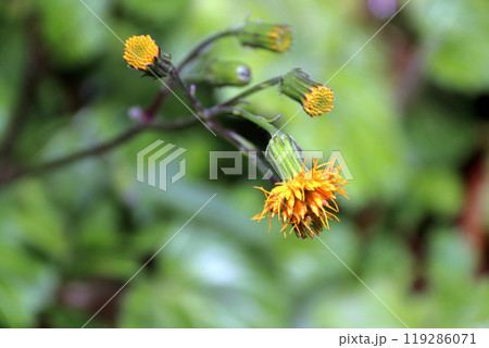 スイゼンジナ 水前寺菜 Gynura bicolor キク科 サンシチソウ 多年草 キンジソウ金時草 スイゼンジナ 水前寺菜 Gynura bicolor キク科 サンシチソウ 多年草 キンジソウ金時草 119286071