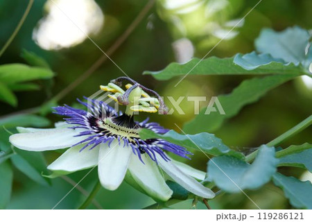 トケイソウ トケイソウ 119286121