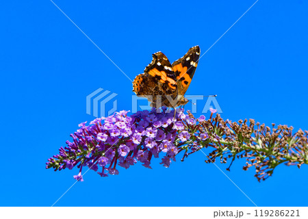 赤と黒のモザイク模様が美しい身近なチョウ、夏から秋によく見られるアカタテハ 119286221