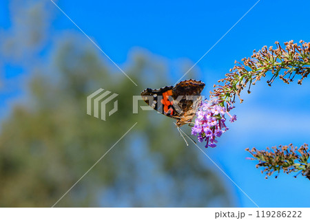 赤と黒のモザイク模様が美しい身近なチョウ、夏から秋によく見られるアカタテハ 赤と黒のモザイク模様が美しい身近なチョウ、夏から秋によく見られるアカタテハ 119286222