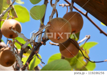 キウイフルーツ 119286256