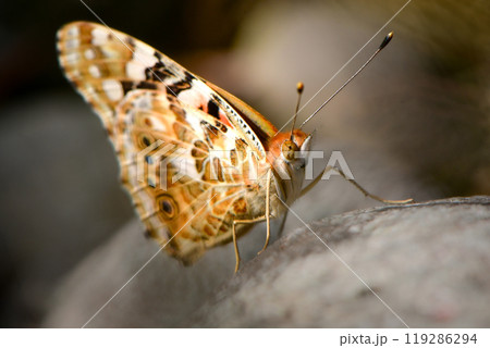 オレンジと黒のモザイク模様が美しい、公園や川原で見られる身近なチョウ、ヒメアカタテハ 119286294
