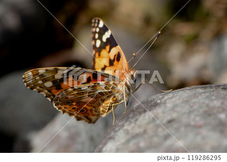 オレンジと黒のモザイク模様が美しい、公園や川原で見られる身近なチョウ、ヒメアカタテハ オレンジと黒のモザイク模様が美しい、公園や川原で見られる身近なチョウ、ヒメアカタテハ 119286295