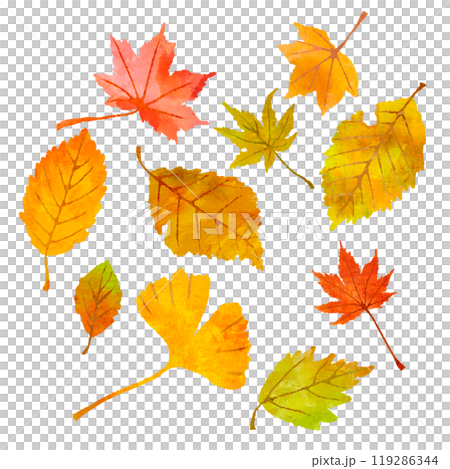 Set of fallen autumn leaves Autumn leaves illustration 119286344