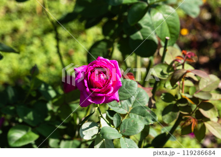 前橋バラ園　秋のバラ 119286684