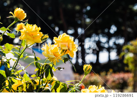 前橋バラ園　秋のバラ 119286691