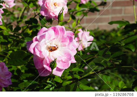 前橋バラ園 秋のバラ 前橋バラ園 秋のバラ 119286708