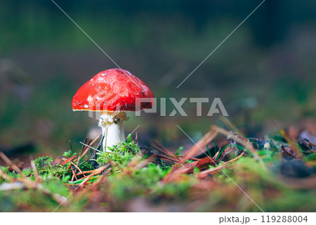 Amanita Muscaria, Known as the Fly Agaric or Fly Amanita Amanita Muscaria, Known as the Fly Agaric or Fly Amanita 119288004