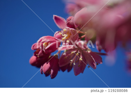フランス語で”魔術師"を意味する品種名のウツギ「マギシェン」。ウツギ属の花言葉は「秘密・風情・古風」 119288086