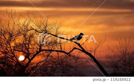 夕焼けに染まる空と鳥 119288922
