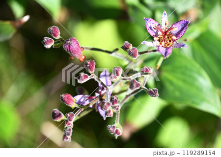 ホトトギス（杜鵑草） 119289154