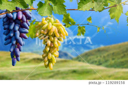 Ripe grapes hang on branches in highlands Ripe grapes hang on branches in highlands 119289158