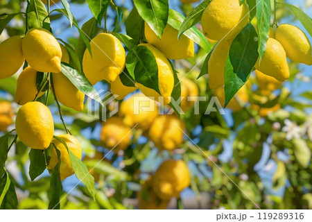 Bunches of fresh yellow ripe lemons with green leaves. Bunches of fresh yellow ripe lemons with green leaves. 119289316