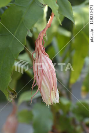 Dutchmans-pipe cactus 119289475