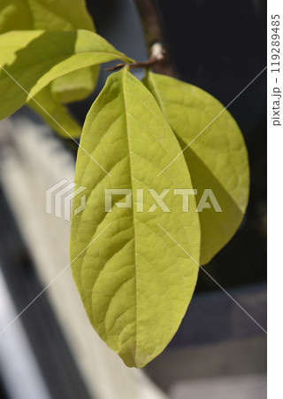 American pawpaw 119289485