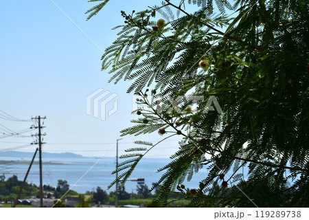 海の見える坂道のギンネム 119289738