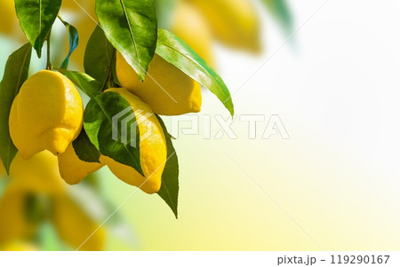 Bunches of fresh yellow ripe lemons with green leaves Bunches of fresh yellow ripe lemons with green leaves 119290167